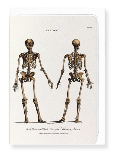 Ezen Designs - Human skeleton (1796) - Greeting Card - Front