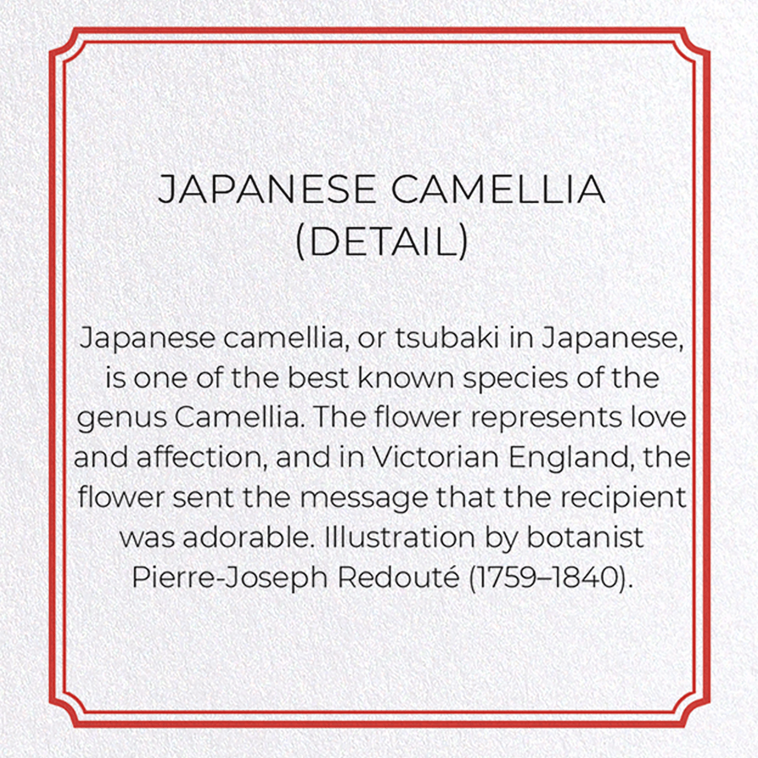 JAPANESE CAMELLIA