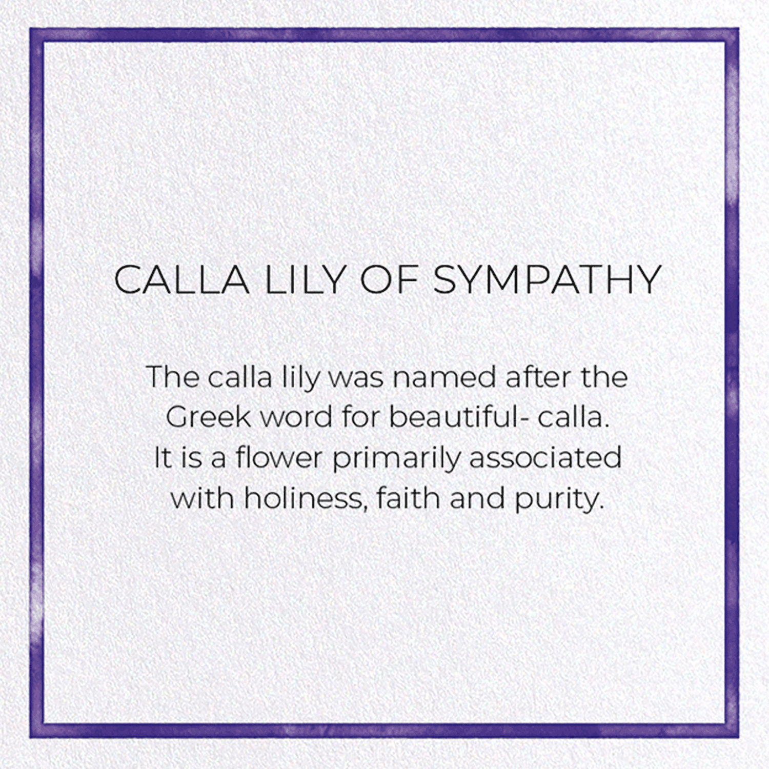 CALLA LILY OF SYMPATHY