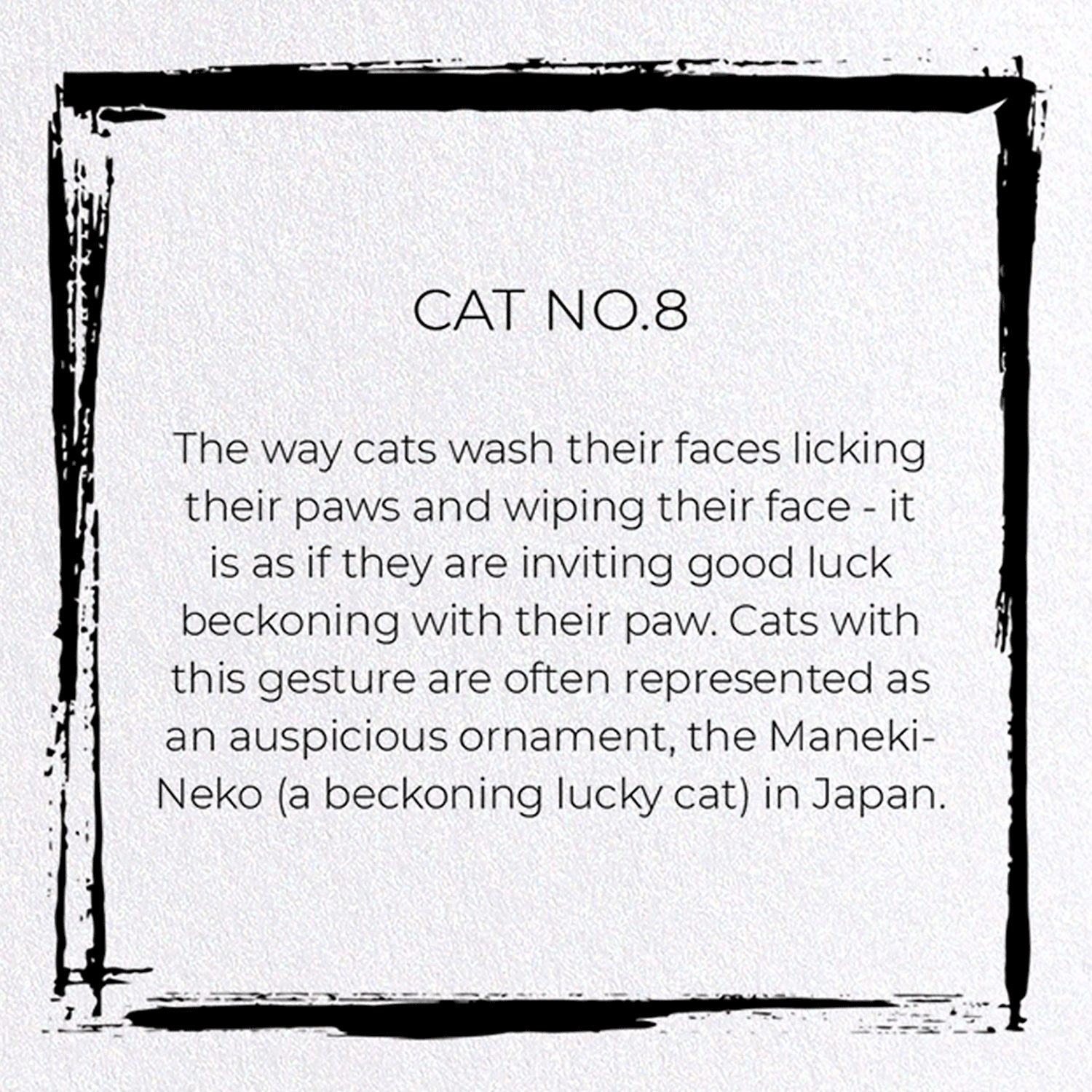 CAT NO.8