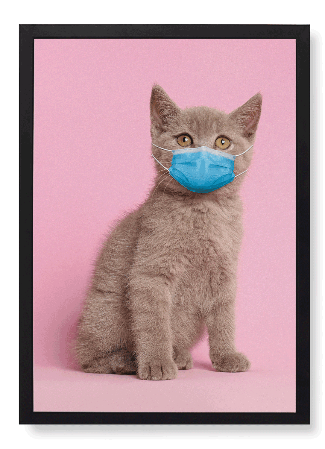 KITTEN WITH MASK