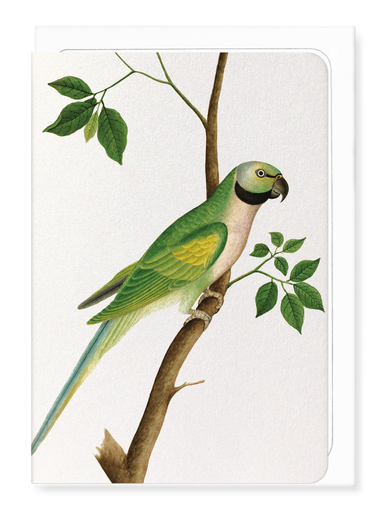 Ezen Designs - Green Parrot (c.1820) - Greeting Card - Front