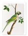Ezen Designs - Green Parrot (c.1820) - Greeting Card - Front