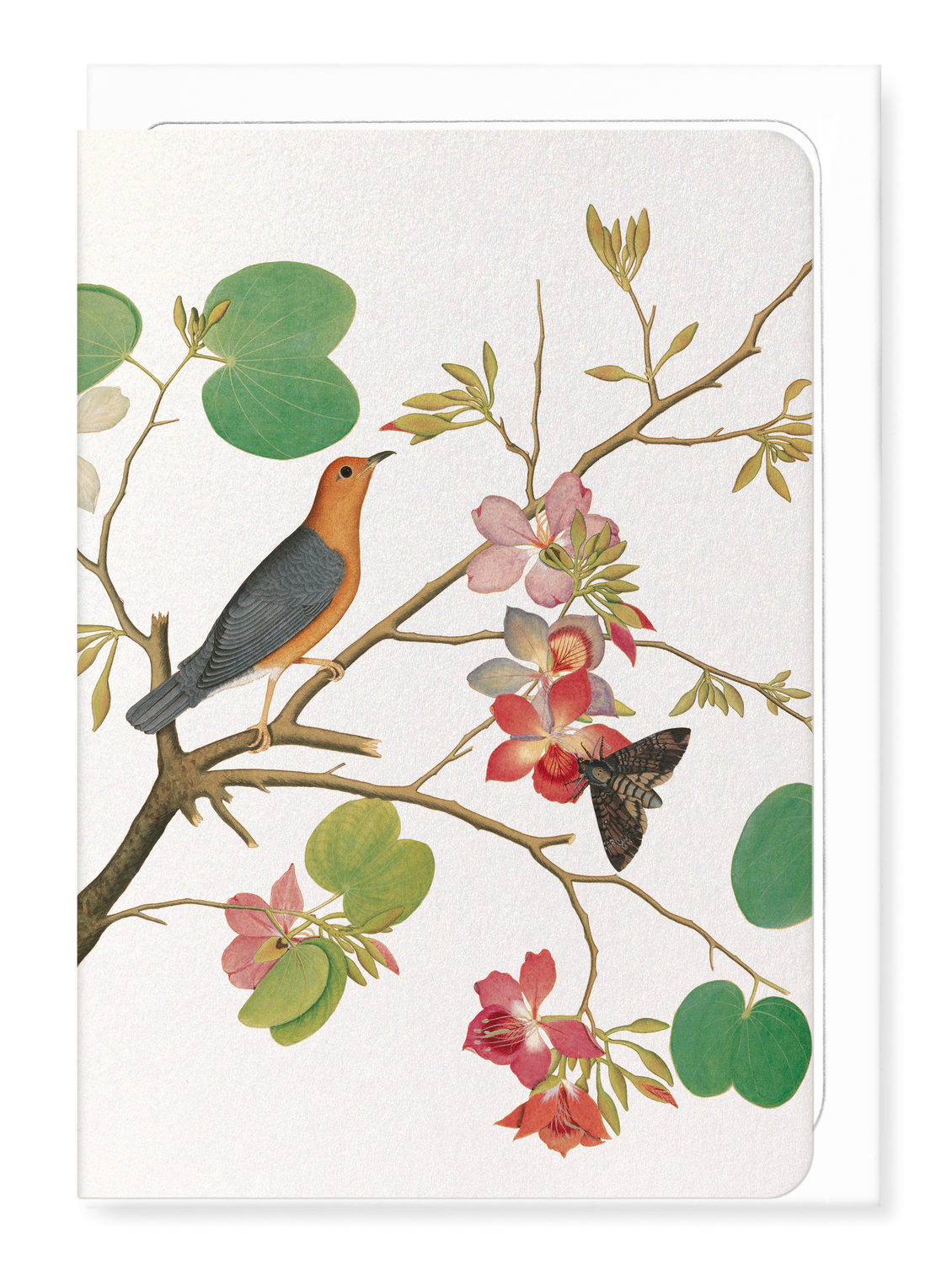 Ezen Designs - Orange bird on orchid Branch (1778) - Greeting Card - Front
