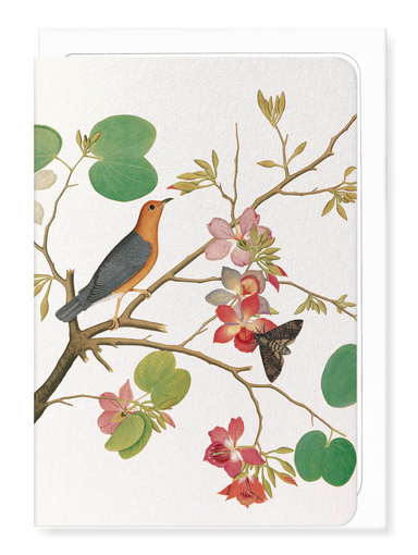 Ezen Designs - Orange bird on orchid Branch (1778) - Greeting Card - Front
