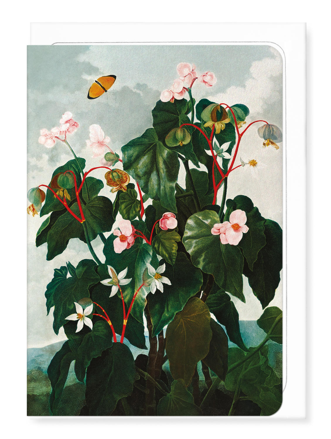 Ezen Designs - Oblique-leaved Begonia (c.1800) - Greeting Card - Front