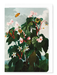 Ezen Designs - Oblique-leaved Begonia (c.1800) - Greeting Card - Front