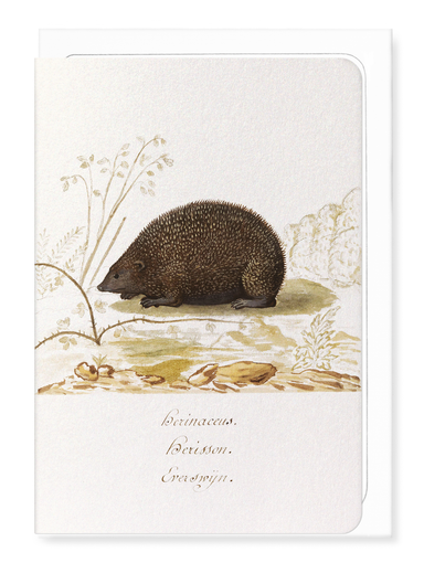 Ezen Designs - Hedgehog (1596–1610) - Greeting Card - Front