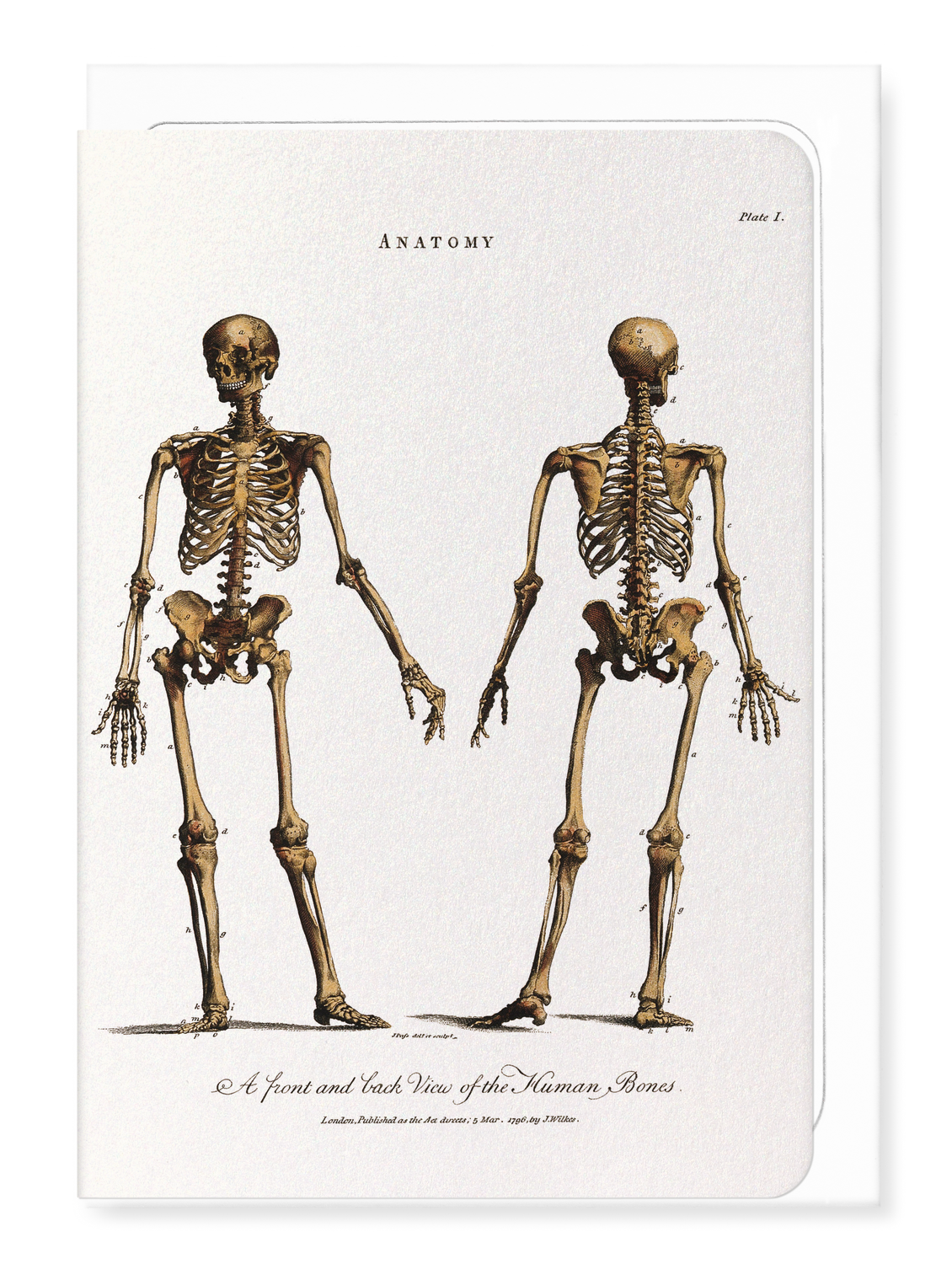 Ezen Designs - Human skeleton (1796) - Greeting Card - Front