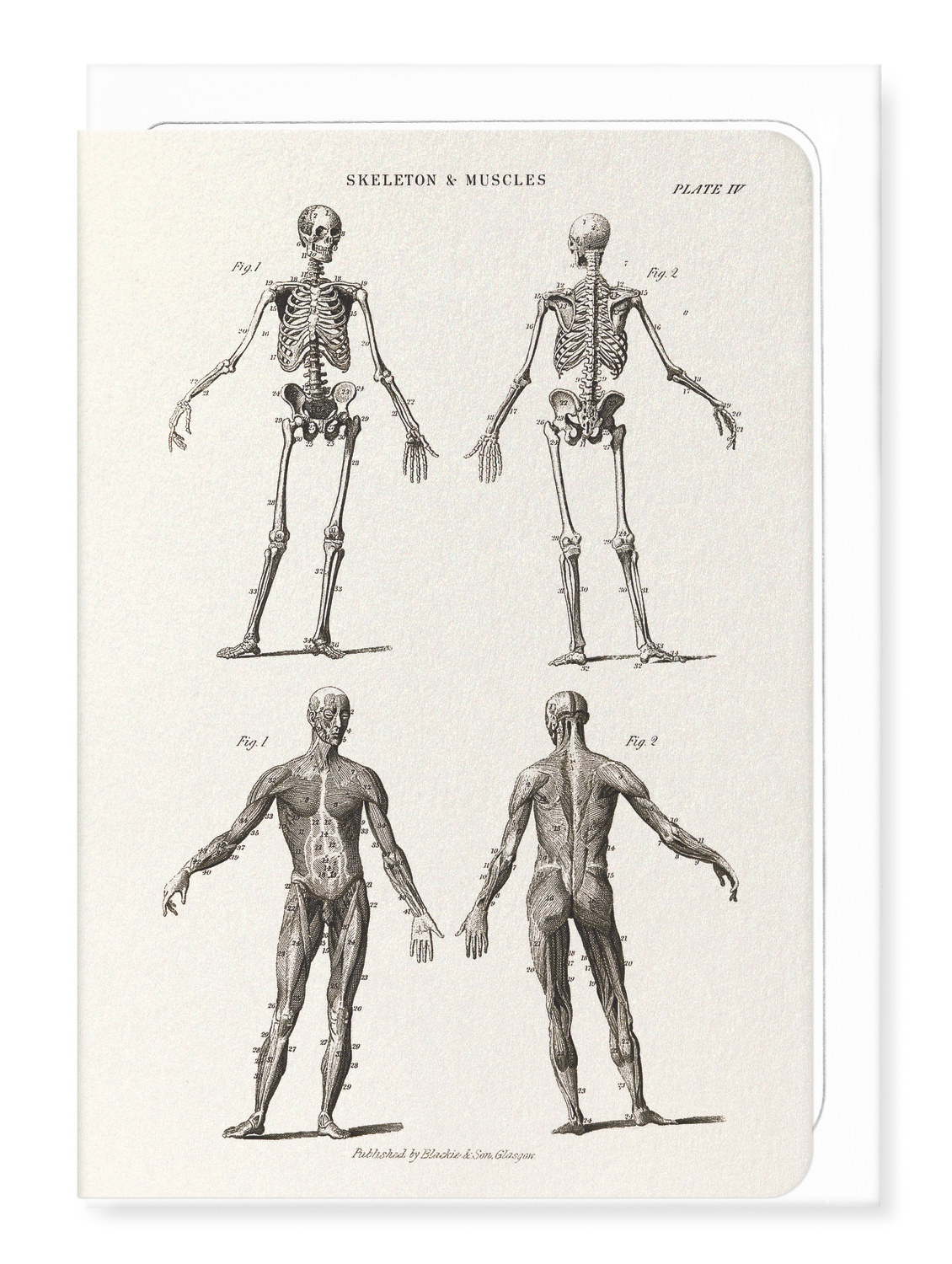 Ezen Designs - Skeletons (C.1830-C.1850) - Greeting Card - Front