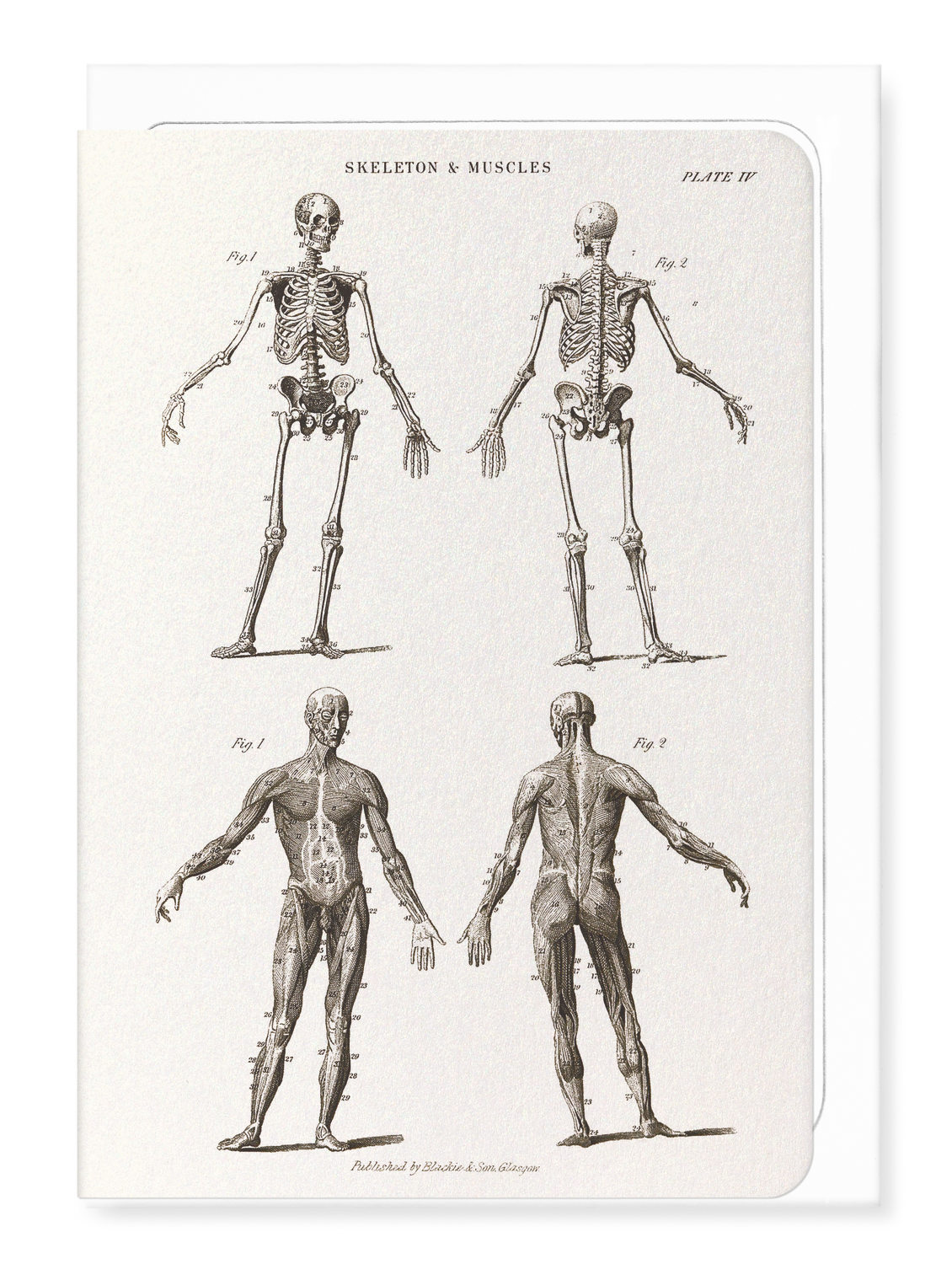 Ezen Designs - Skeletons (C.1830-C.1850) - Greeting Card - Front