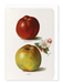 Ezen Designs - Gascoigne's Seedling and Sandringham Apples (1891) - Greeting Card - Front