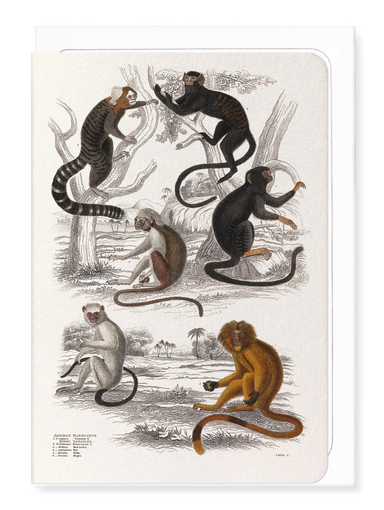 Ezen Designs - Six different specimen of the family Calitricidae Monkeys (c.1830) - Greeting Card - Front