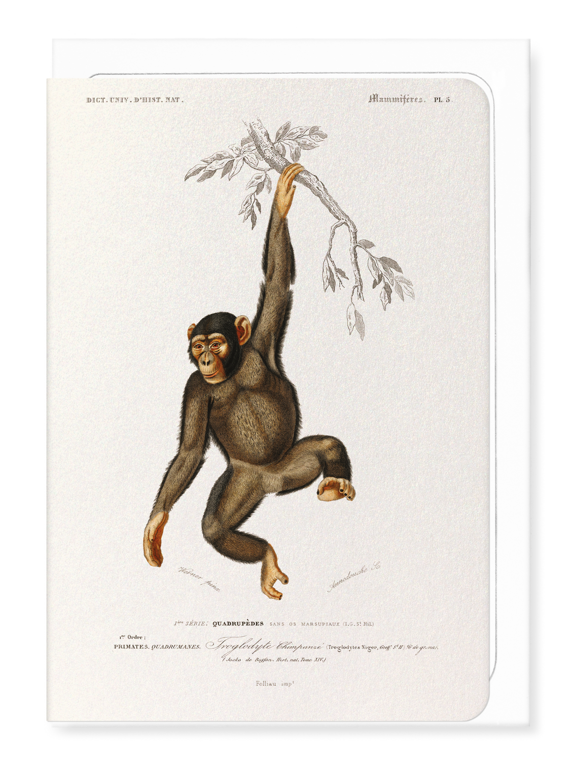 Ezen Designs - Chimpanzee (1892) - Greeting Card - Front