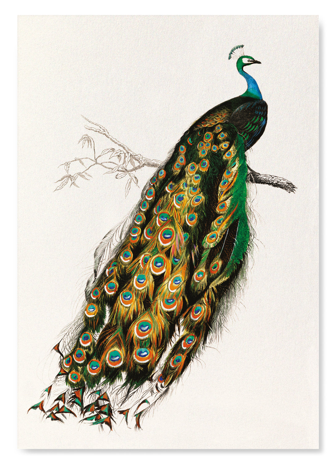 INDIAN PEAFOWL (MID 17TH C.)