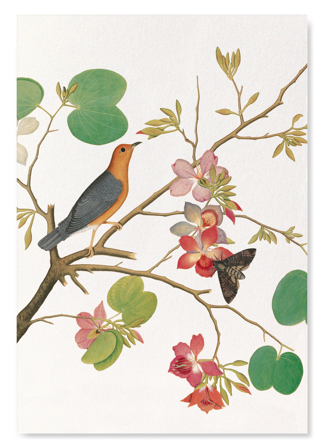 ORANGE BIRD ON ORCHID BRANCH (1778)