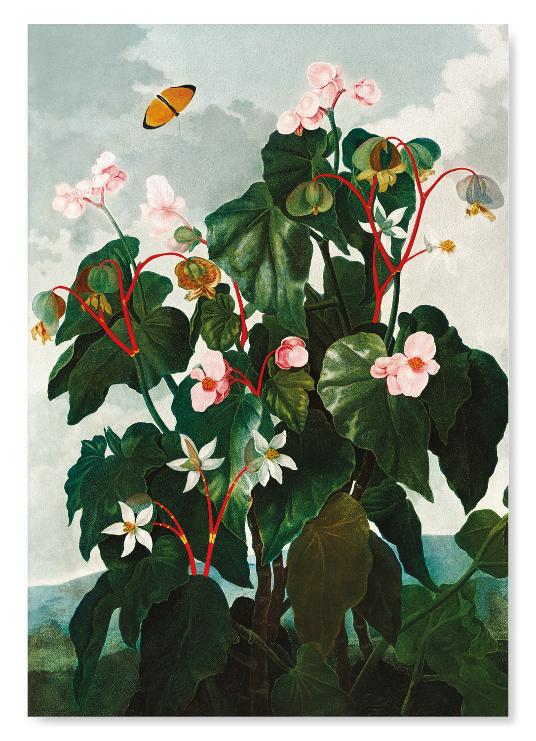 OBLIQUE-LEAVED BEGONIA (C.1800)