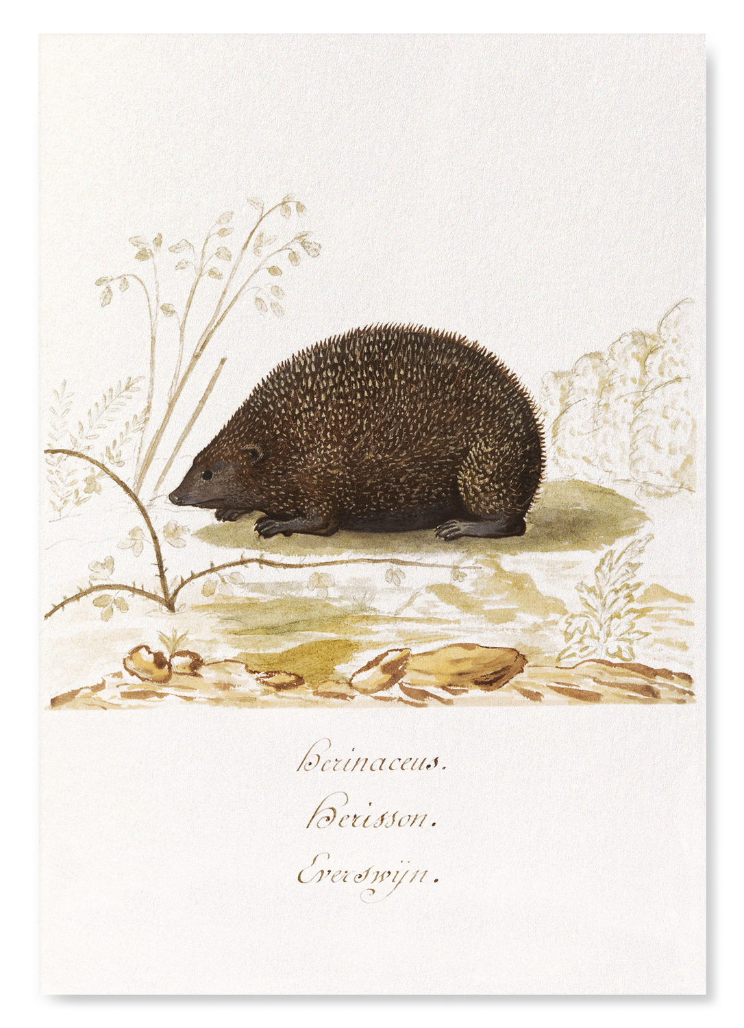 HEDGEHOG (1596–1610)