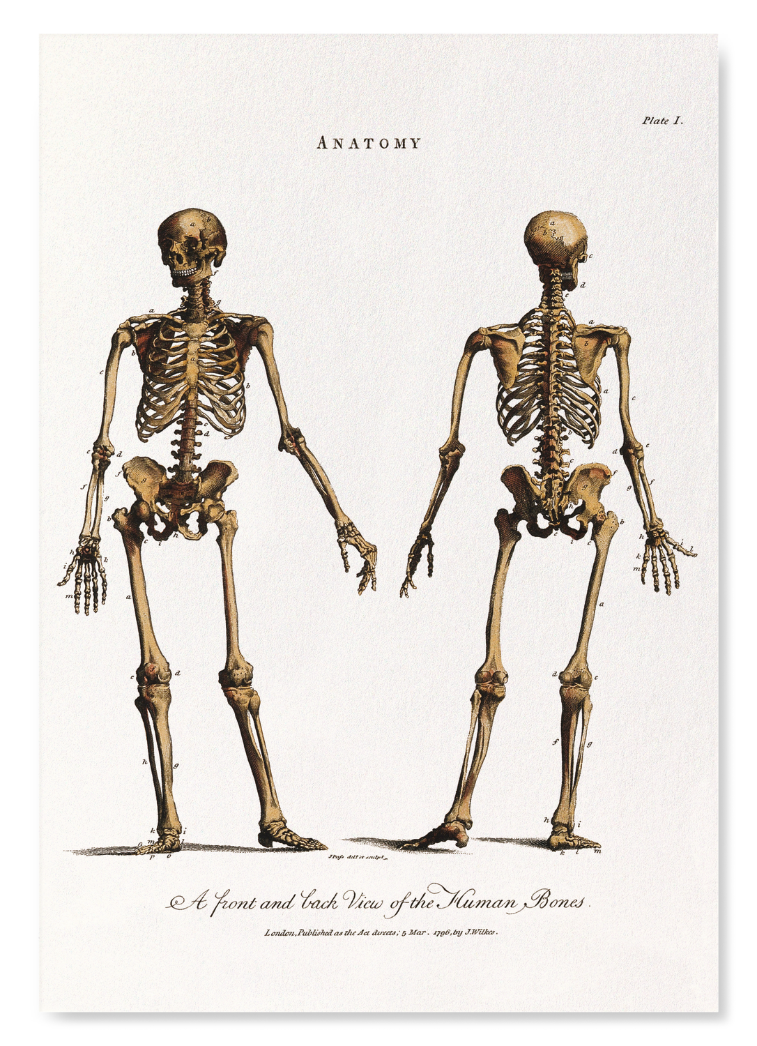 HUMAN SKELETON (1796)