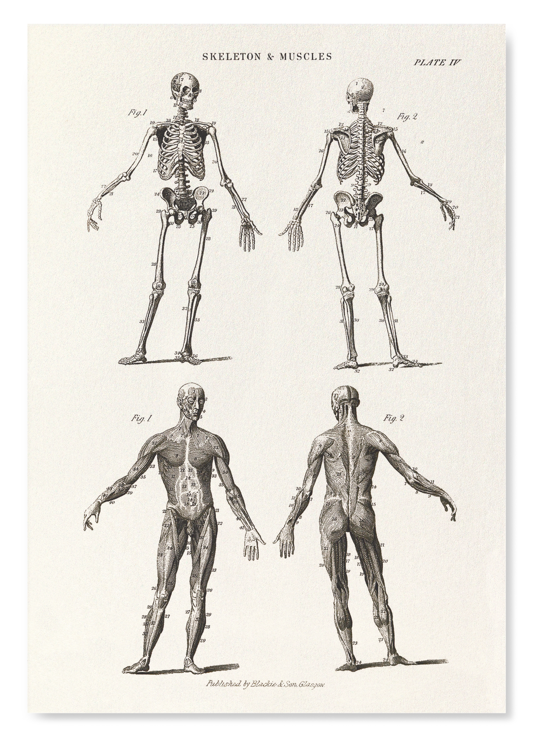 SKELETONS (C.1830-C.1850)