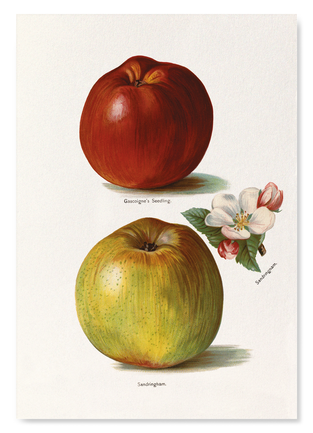 GASCOIGNE'S SEEDLING AND SANDRINGHAM APPLES (1891)