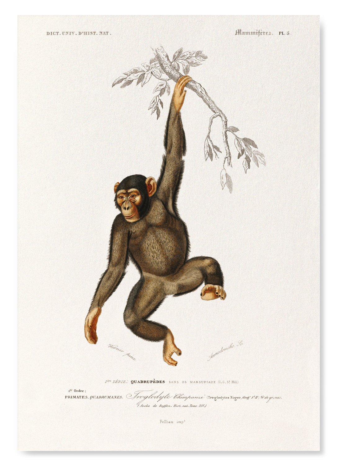 CHIMPANZEE (1892)