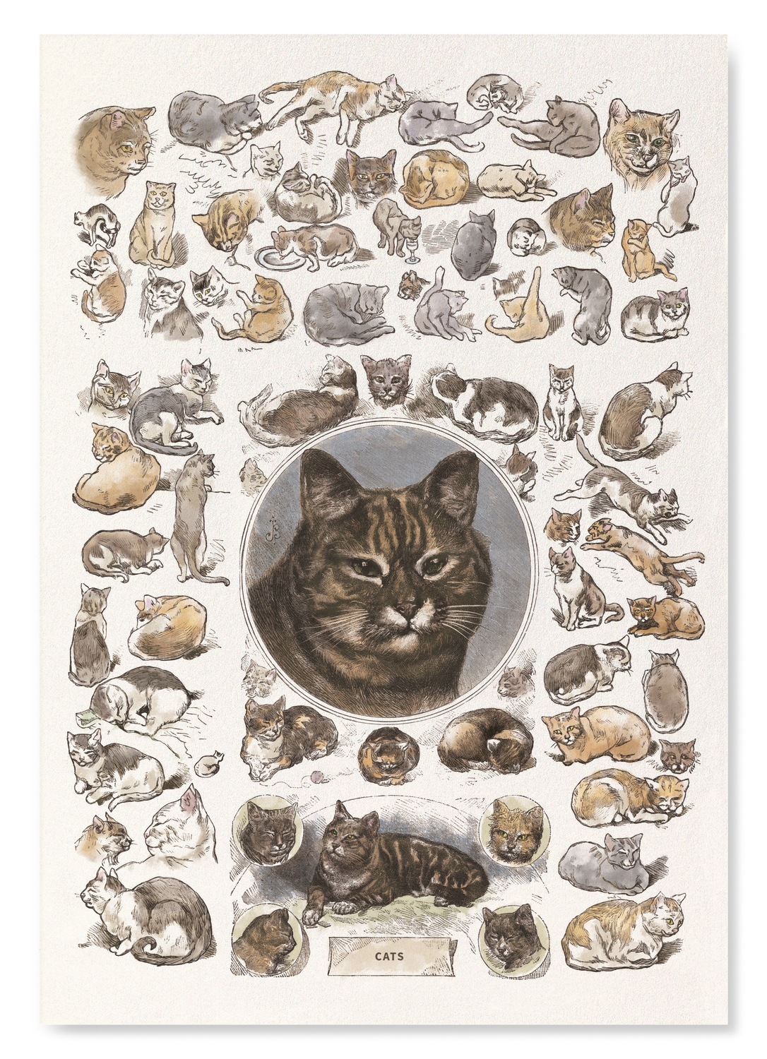 CATS LA CHASSE ILLUSTRÉE (1879)