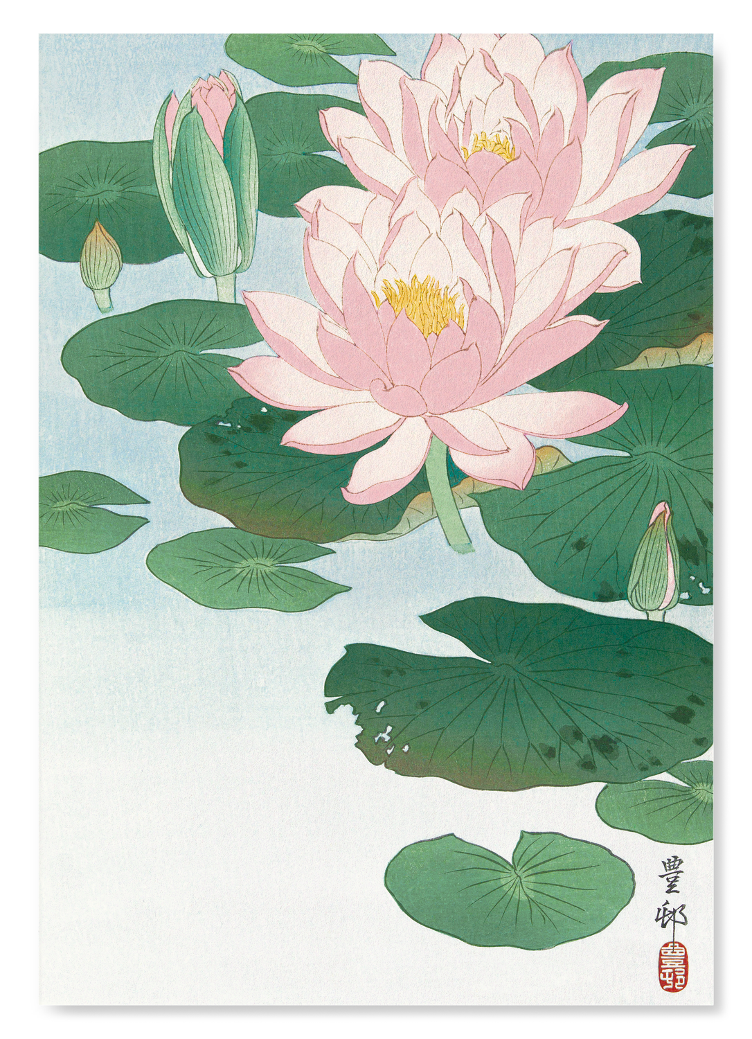 FLOWERING LOTUS