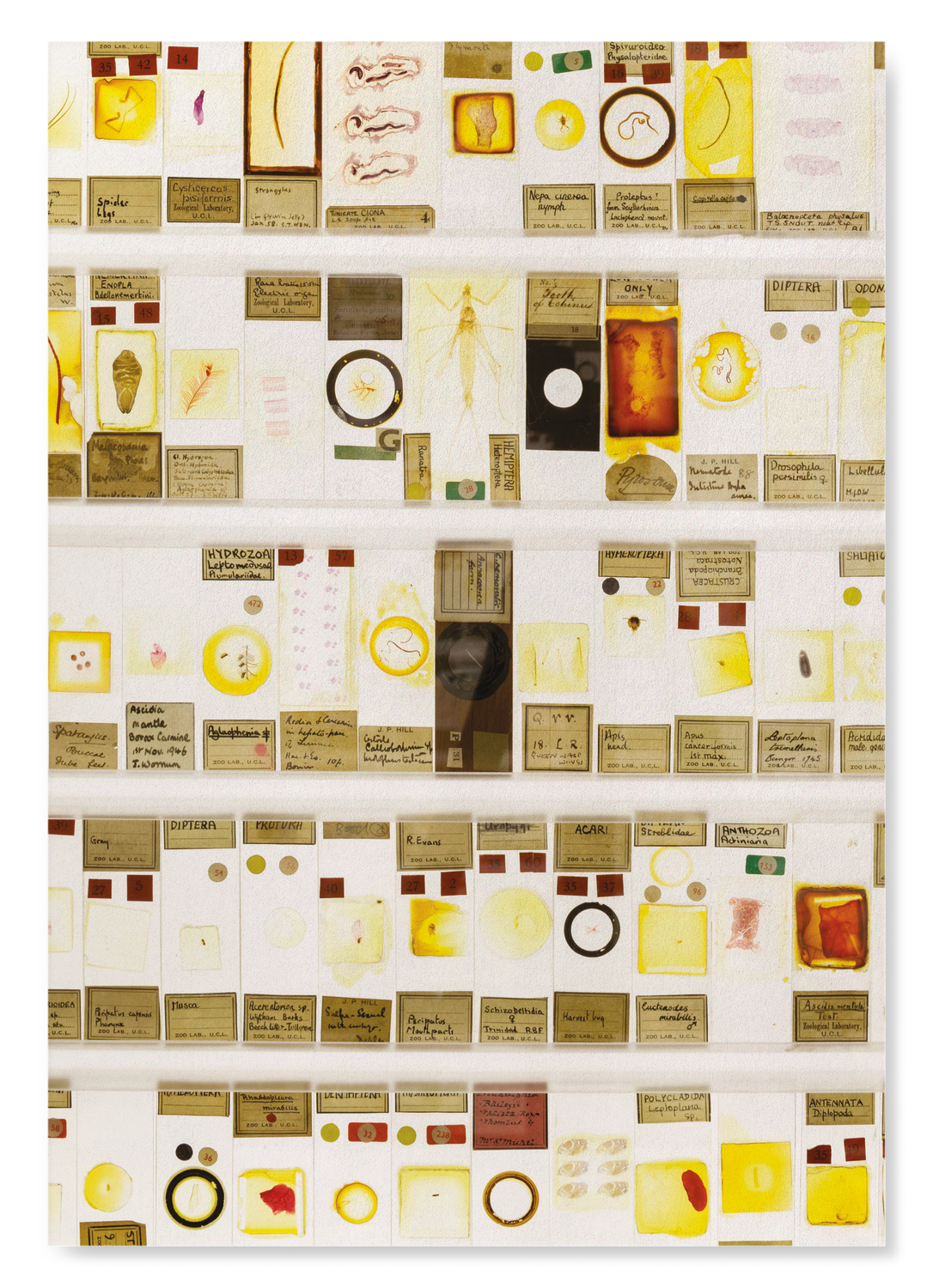 THE MICRARIUM AT UCL GRANT MUSEUM OF ZOOLOGY