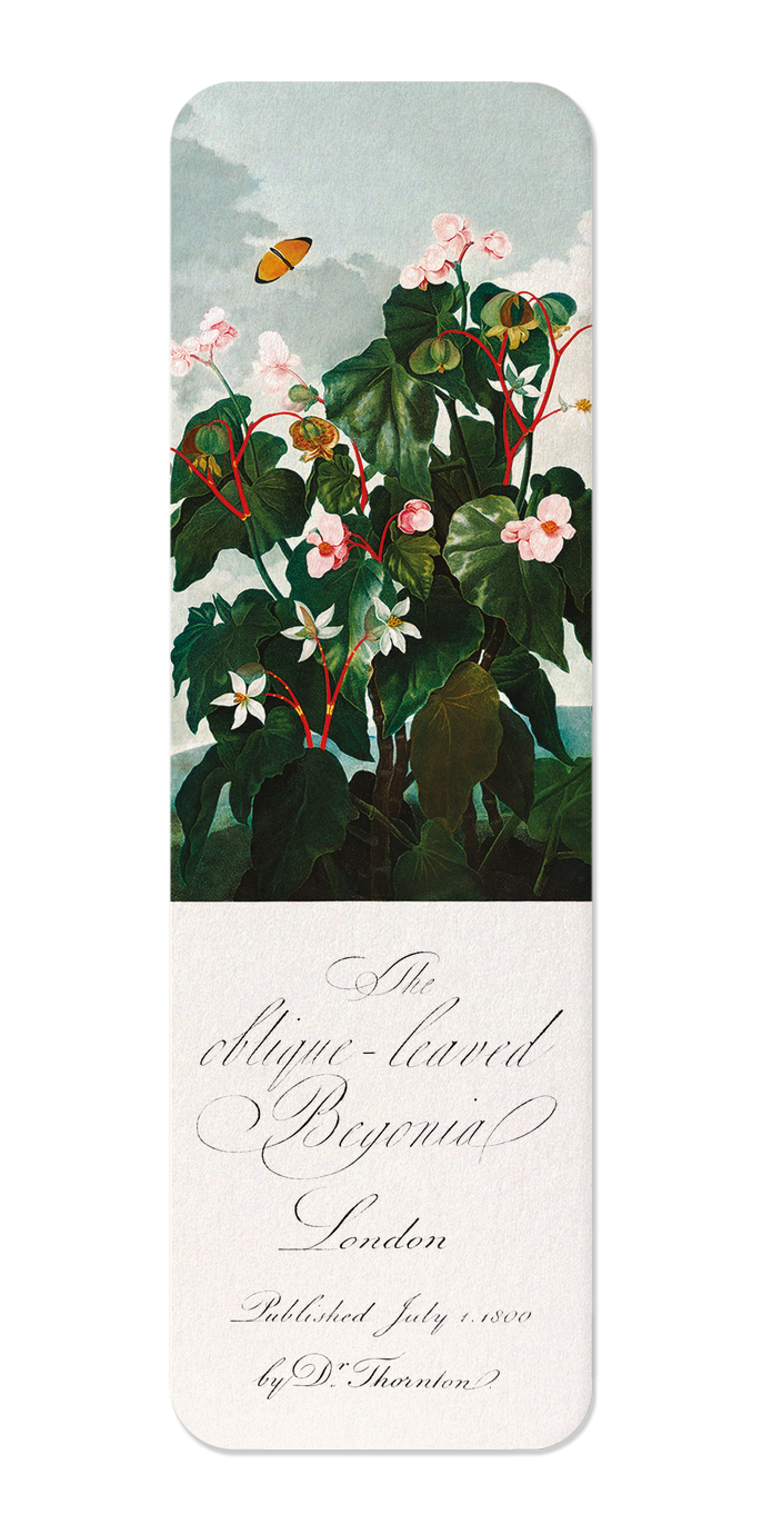 OBLIQUE-LEAVED BEGONIA (C.1800)