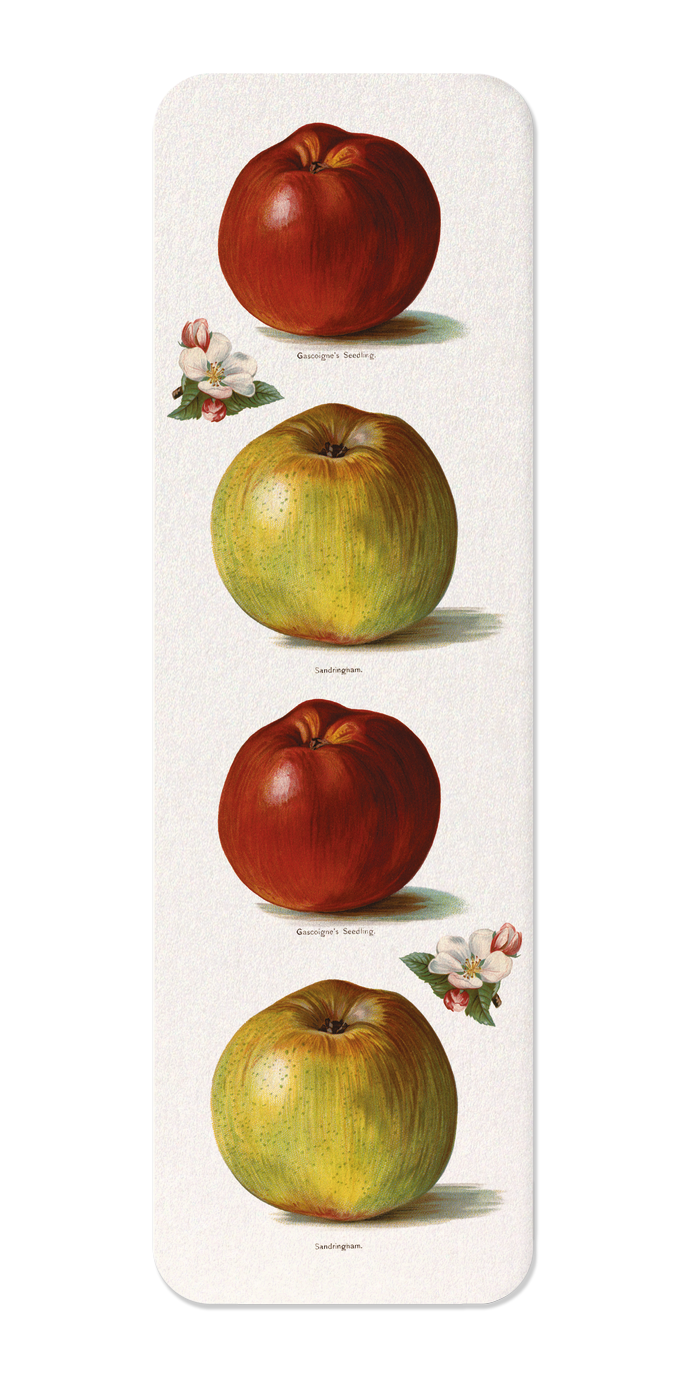 GASCOIGNE'S SEEDLING AND SANDRINGHAM APPLES (1891)