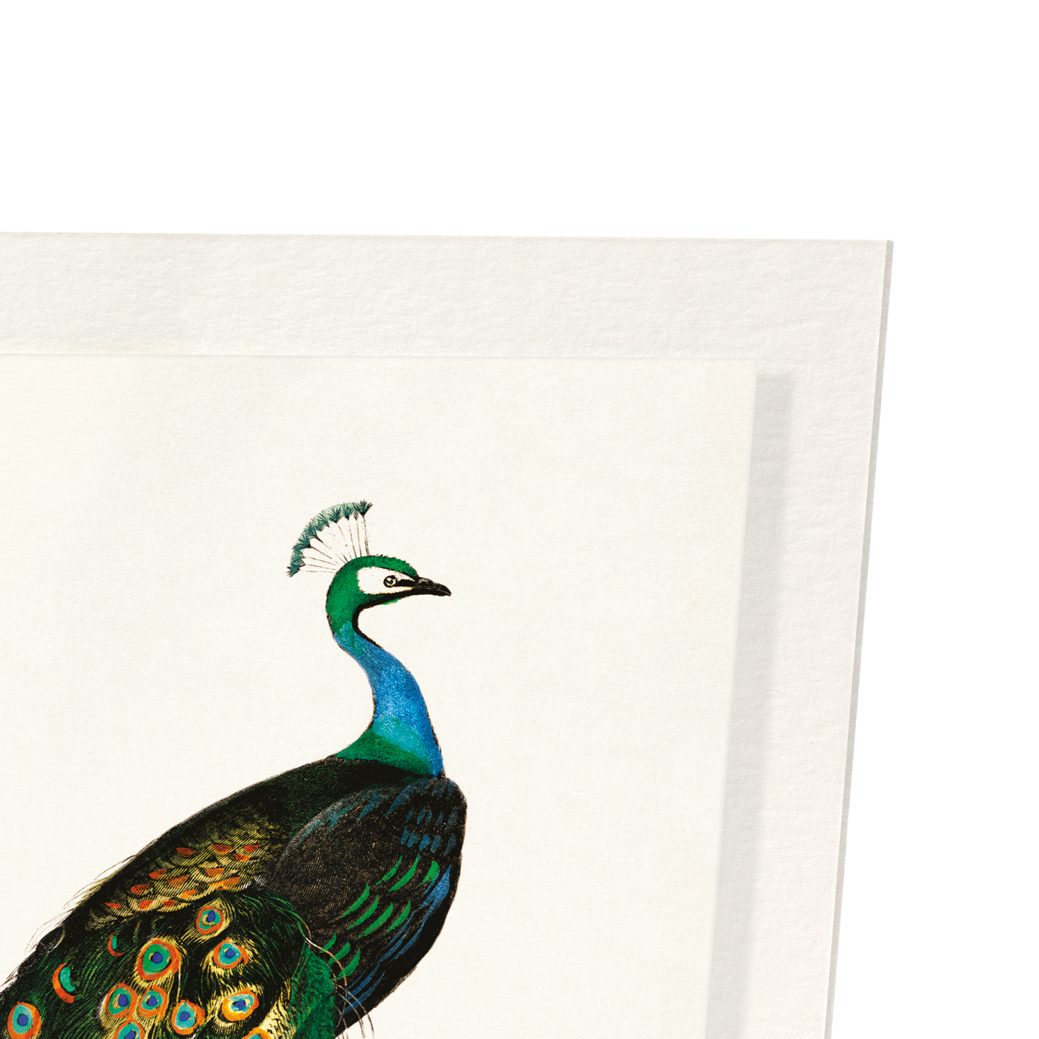 INDIAN PEAFOWL (MID 17TH C.)