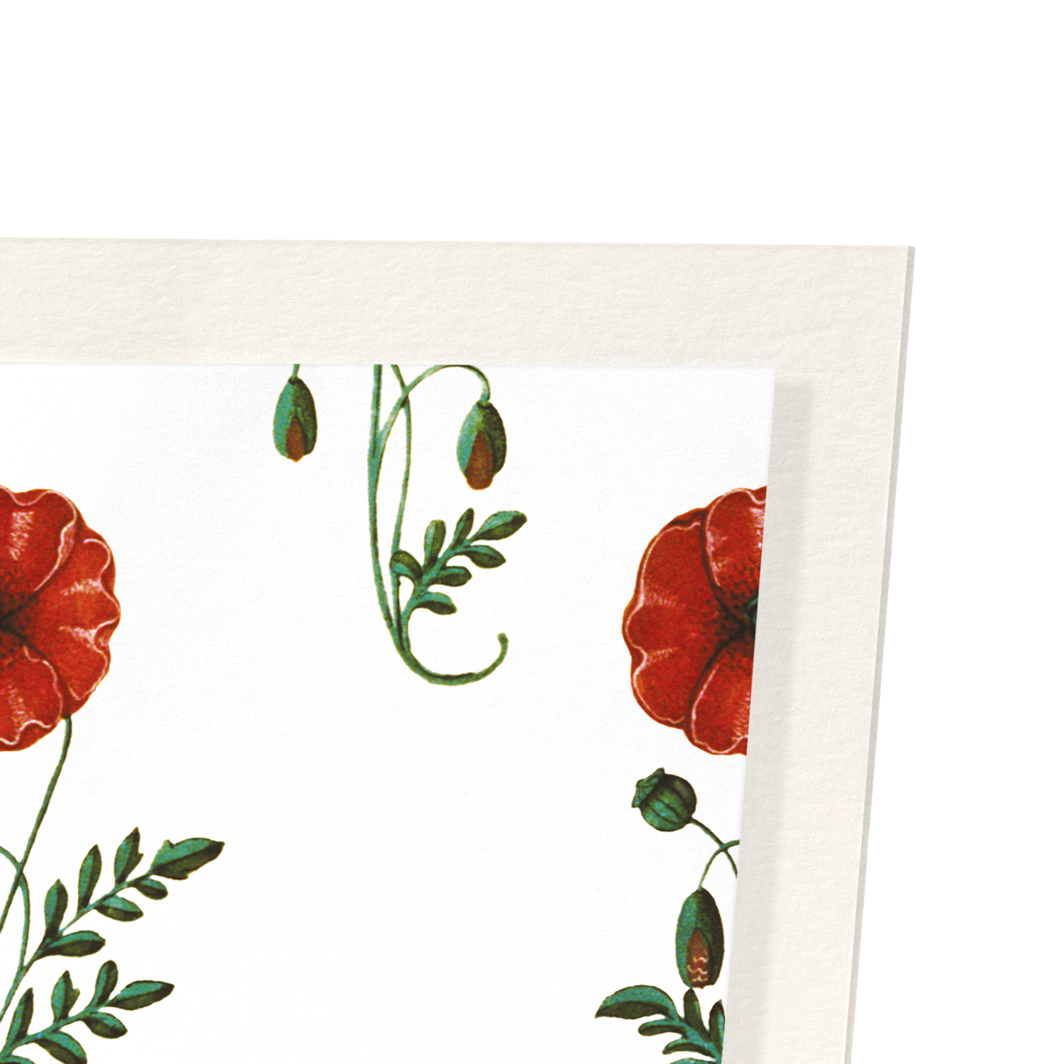 RED POPPIES (C.1520)