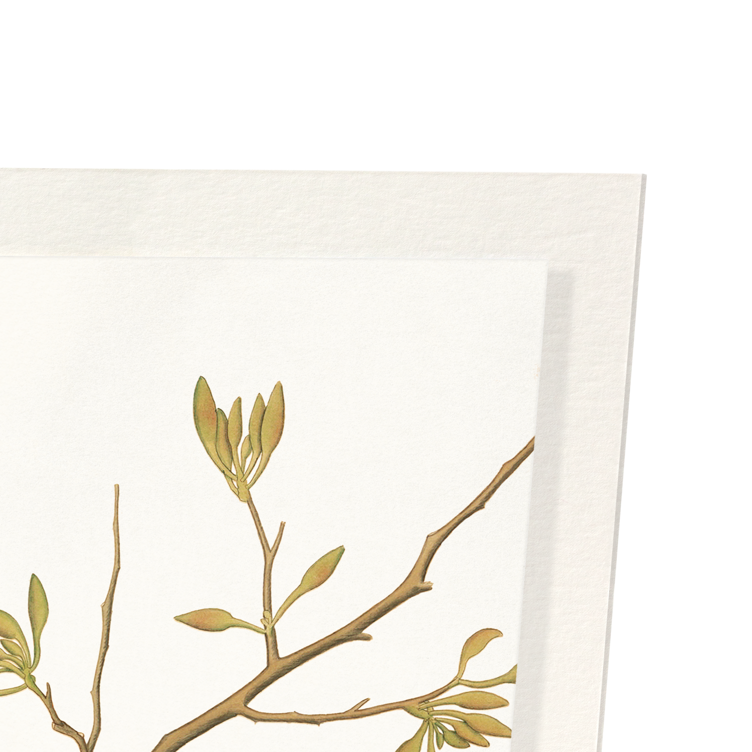 ORANGE BIRD ON ORCHID BRANCH (1778)