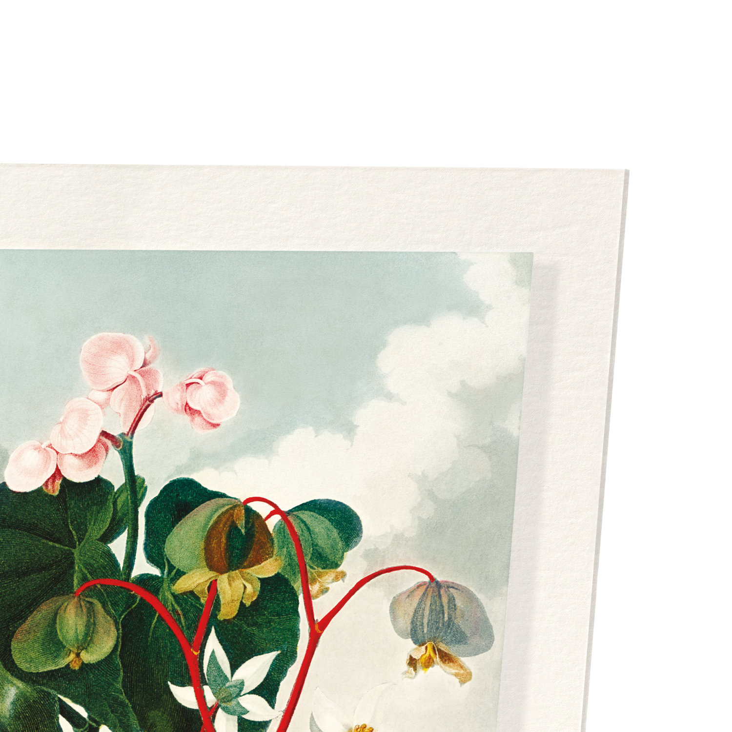 OBLIQUE-LEAVED BEGONIA (C.1800)