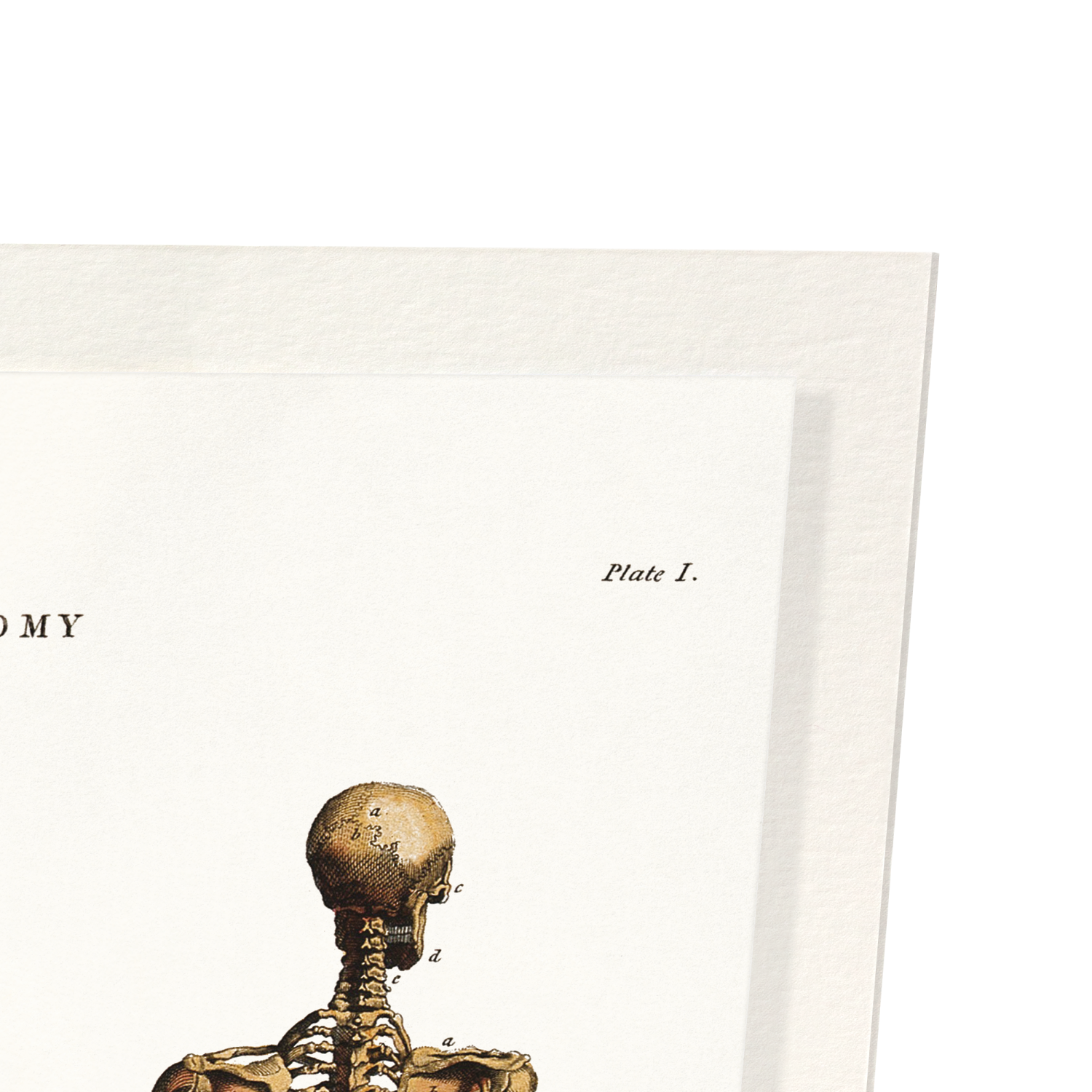 HUMAN SKELETON (1796)