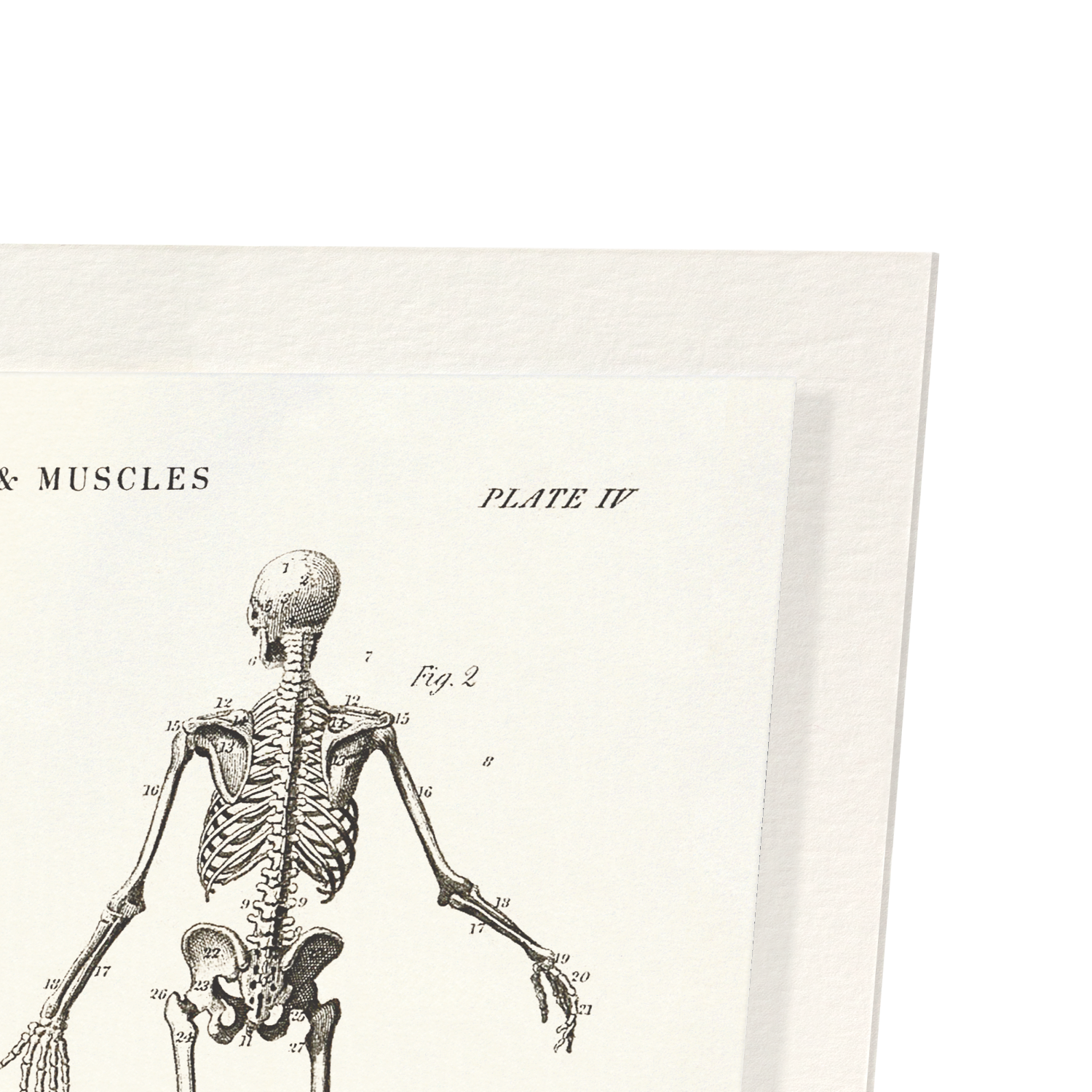 SKELETONS (C.1830-C.1850)