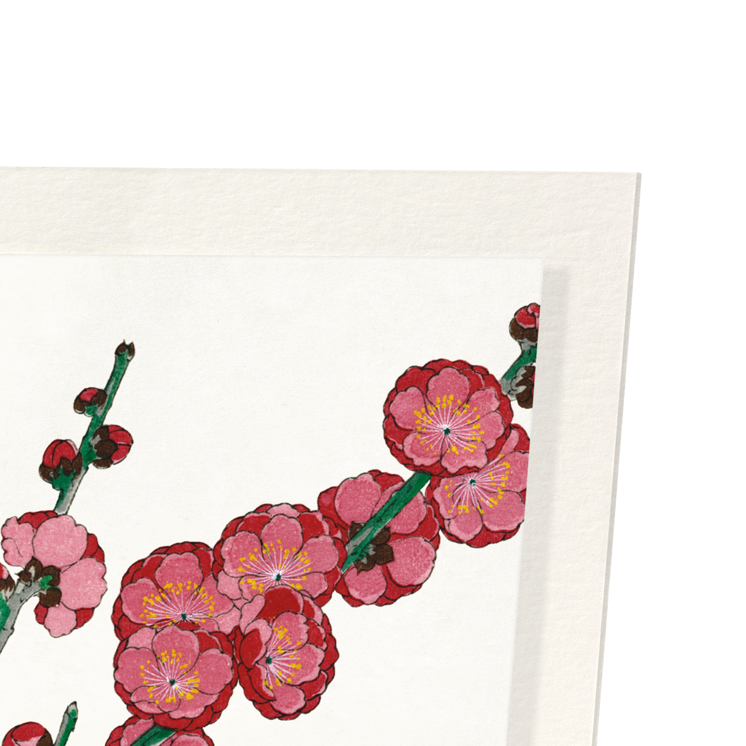 RED PLUM BLOSSOM (1953)