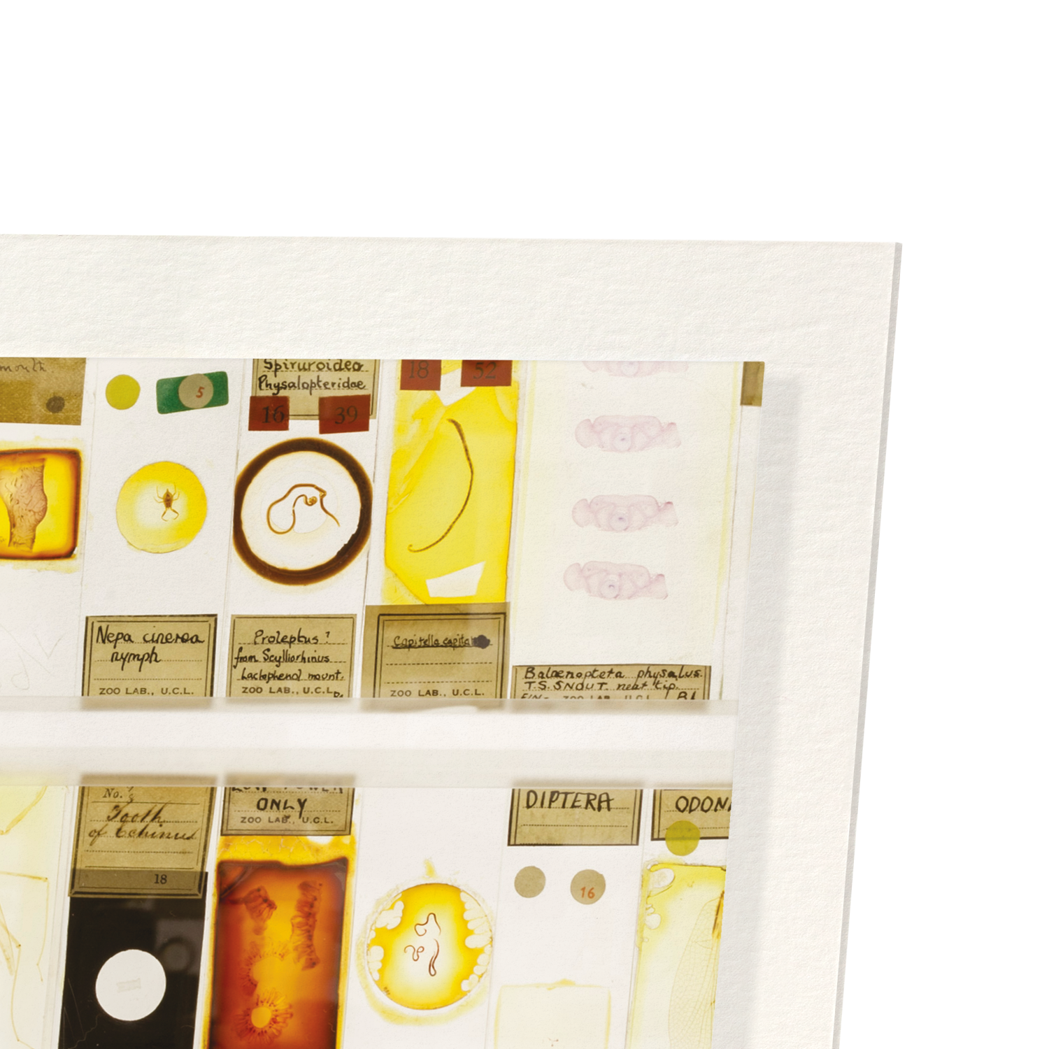 THE MICRARIUM AT UCL GRANT MUSEUM OF ZOOLOGY