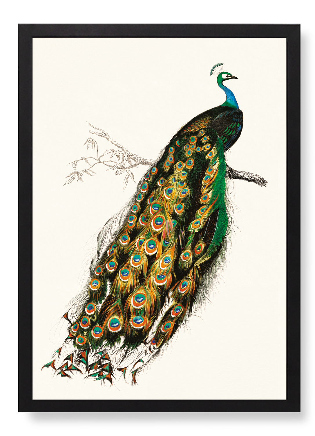 INDIAN PEAFOWL (MID 17TH C.)