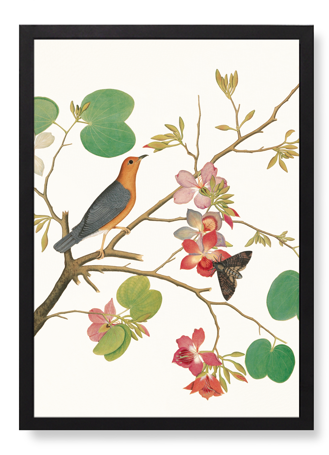ORANGE BIRD ON ORCHID BRANCH (1778)