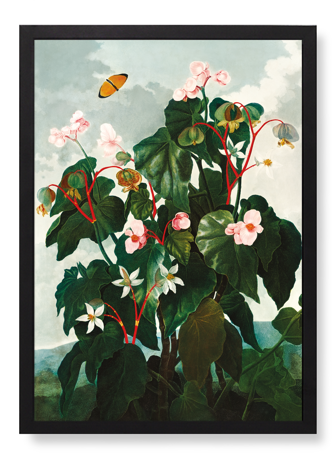 OBLIQUE-LEAVED BEGONIA (C.1800)