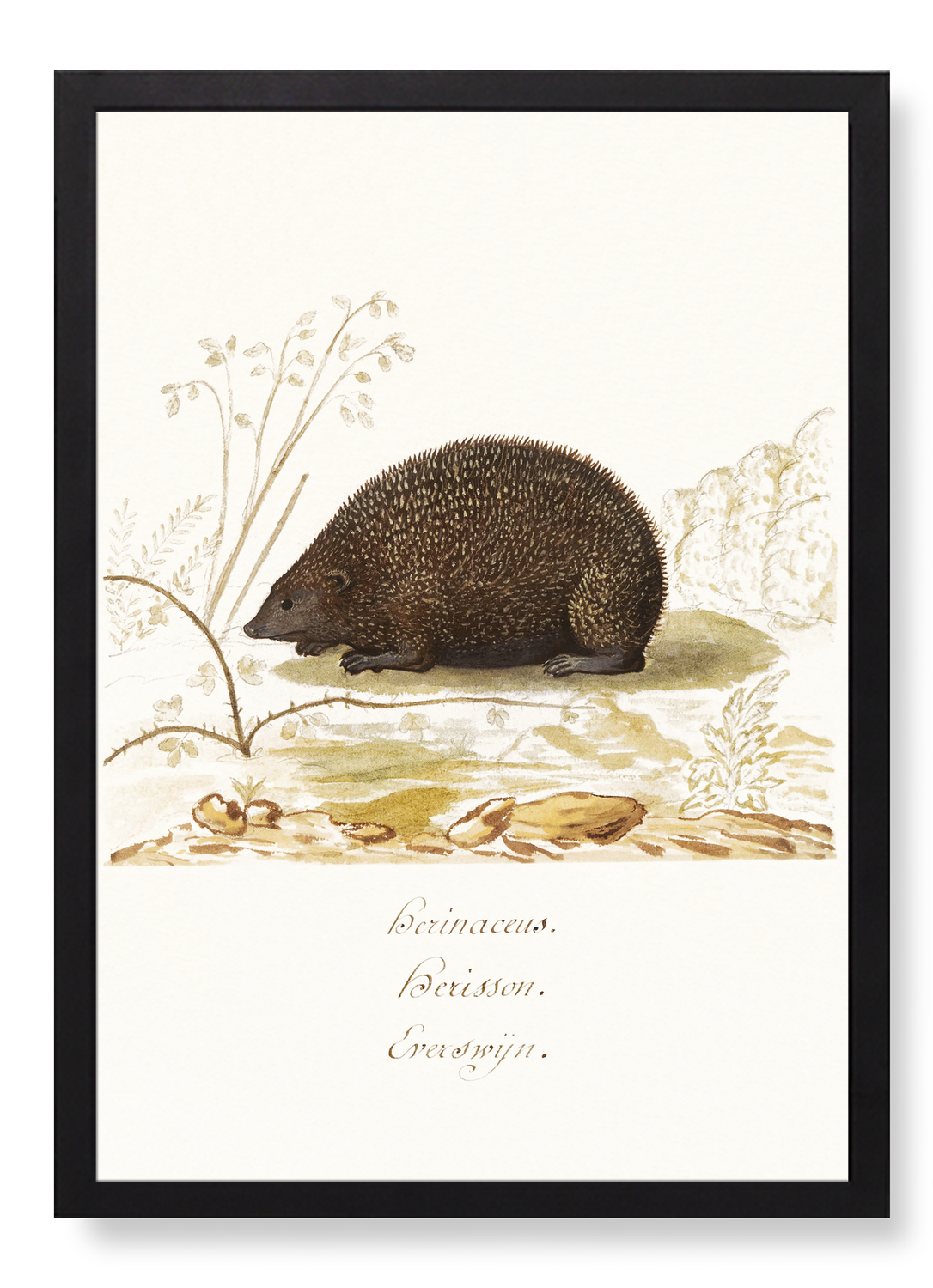 HEDGEHOG (1596–1610)