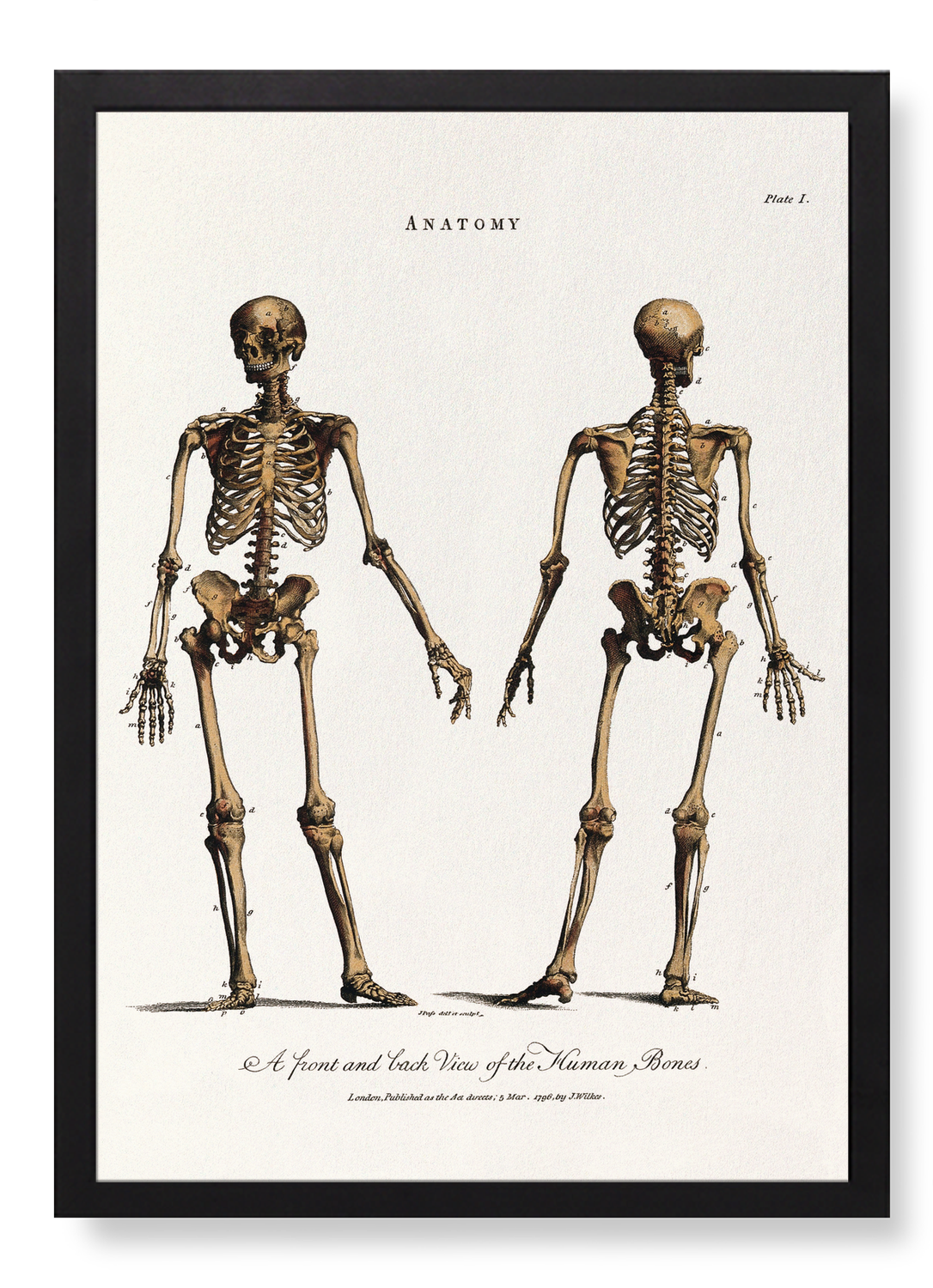 HUMAN SKELETON (1796)