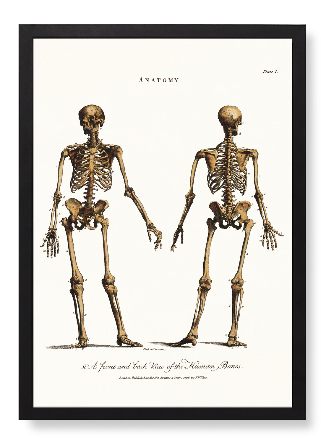 HUMAN SKELETON (1796)
