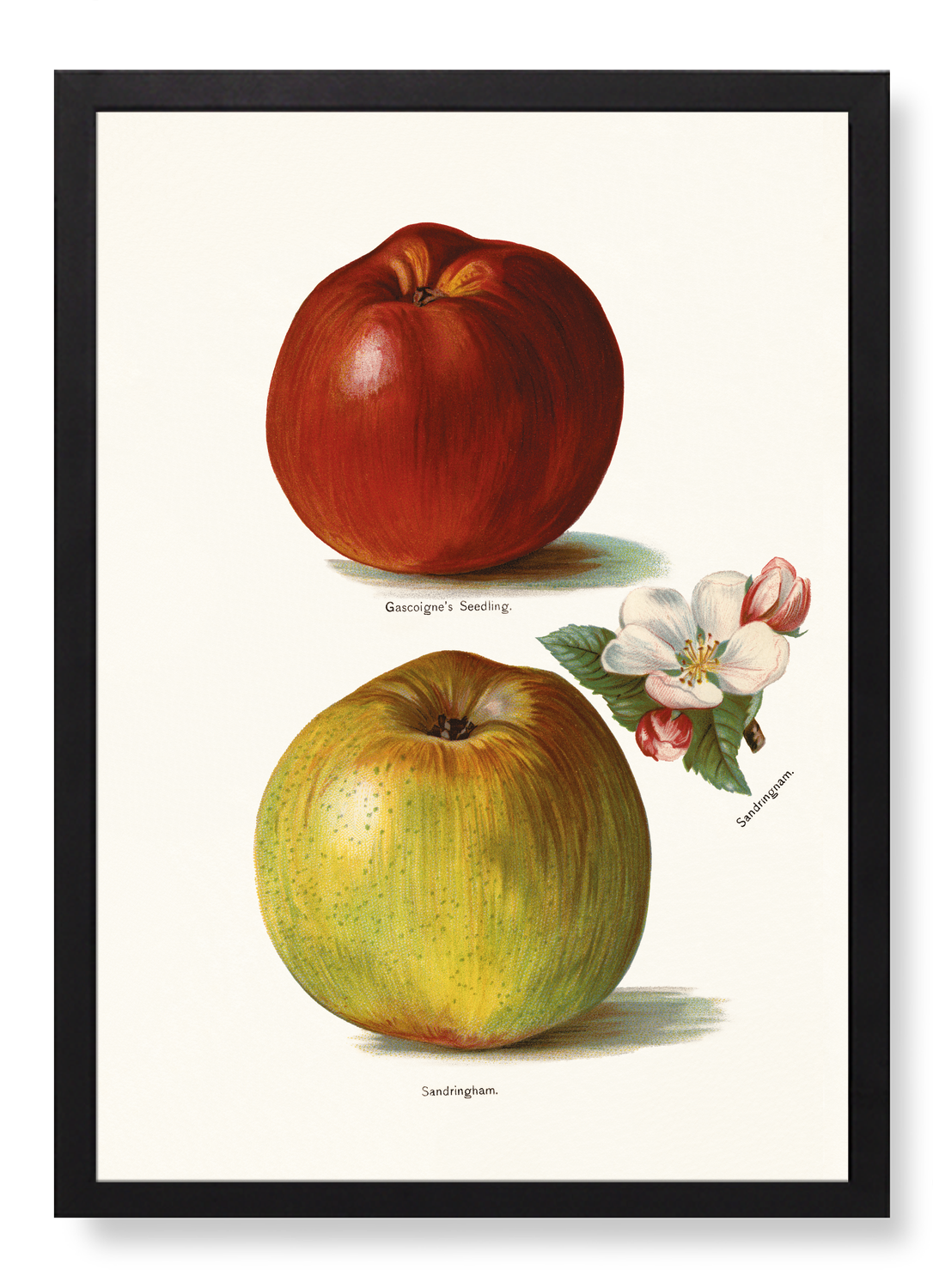 GASCOIGNE'S SEEDLING AND SANDRINGHAM APPLES (1891)