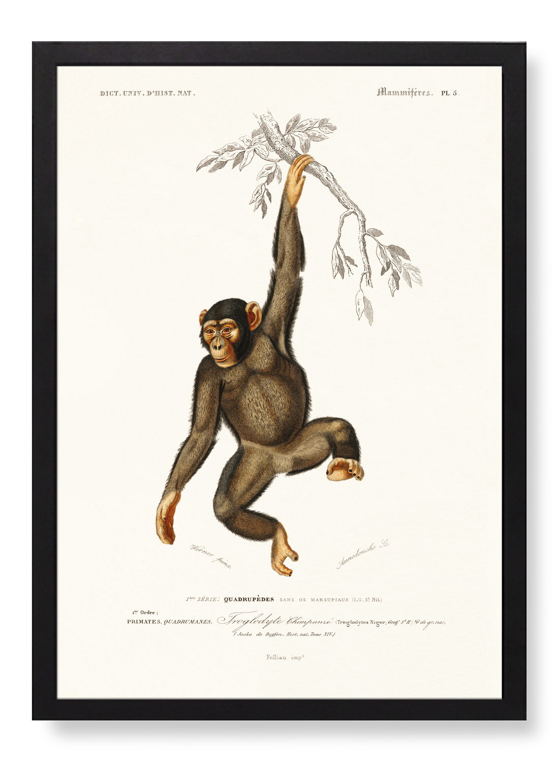 CHIMPANZEE (1892)