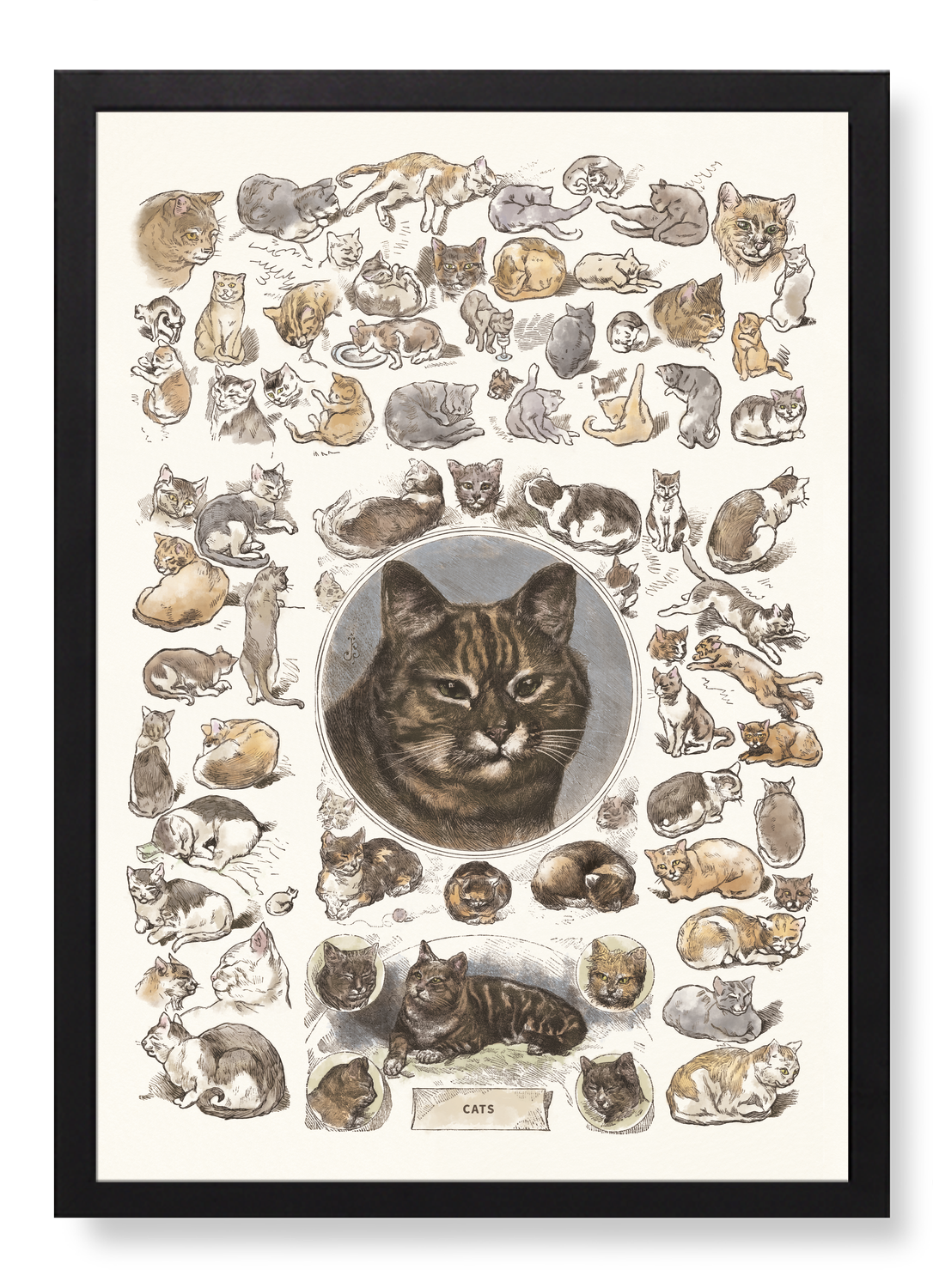 CATS LA CHASSE ILLUSTRÉE (1879)