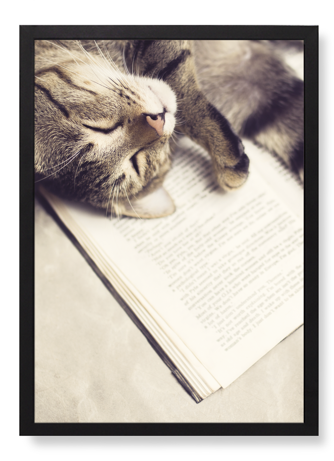 CAT AND BOOK