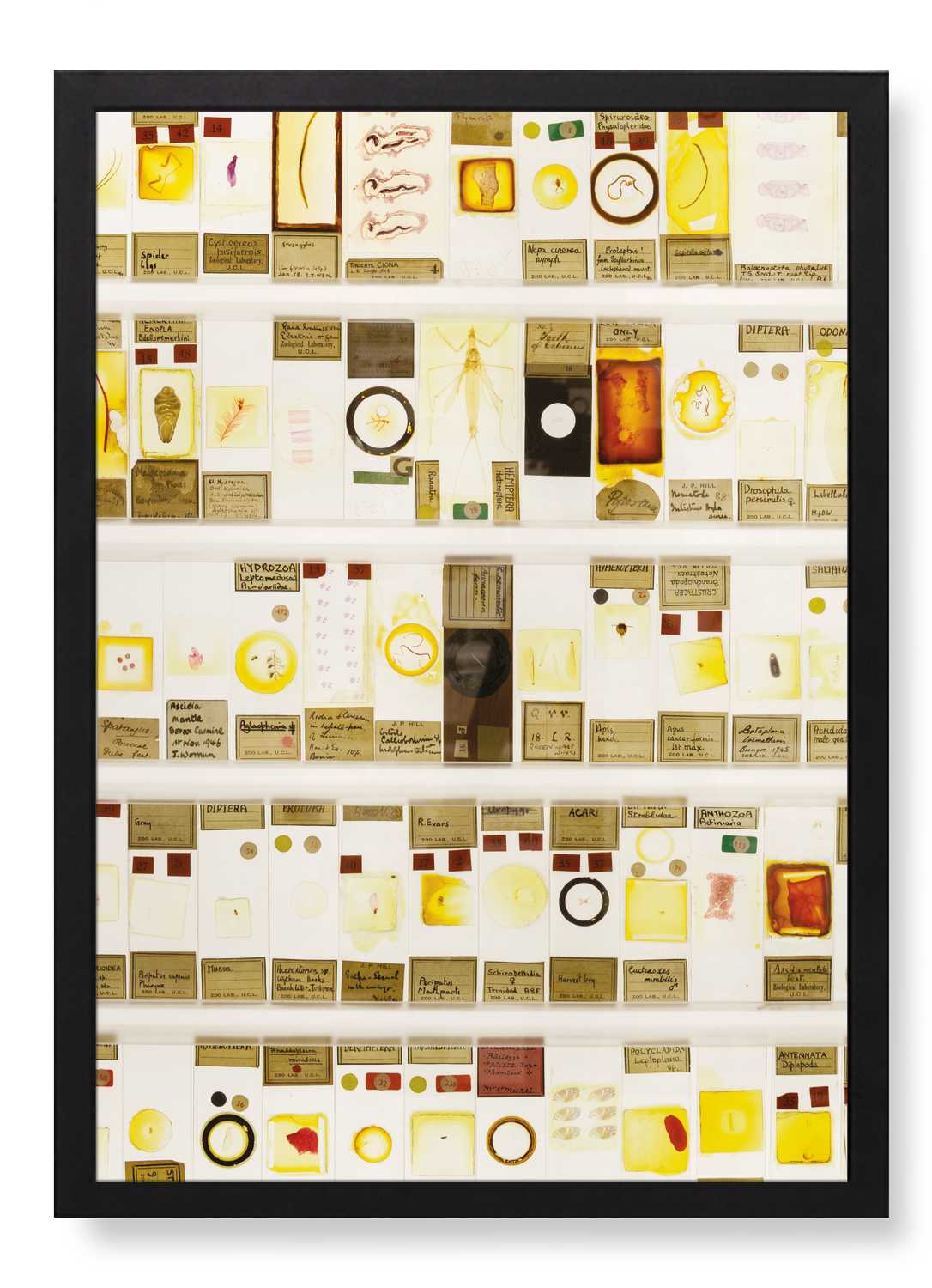 THE MICRARIUM AT UCL GRANT MUSEUM OF ZOOLOGY